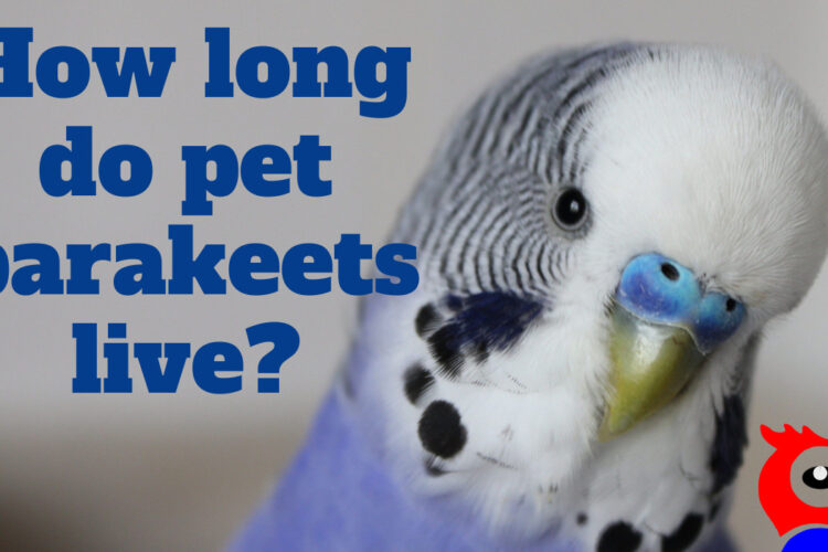 How Long Do Parakeets Live As Pets - featured image