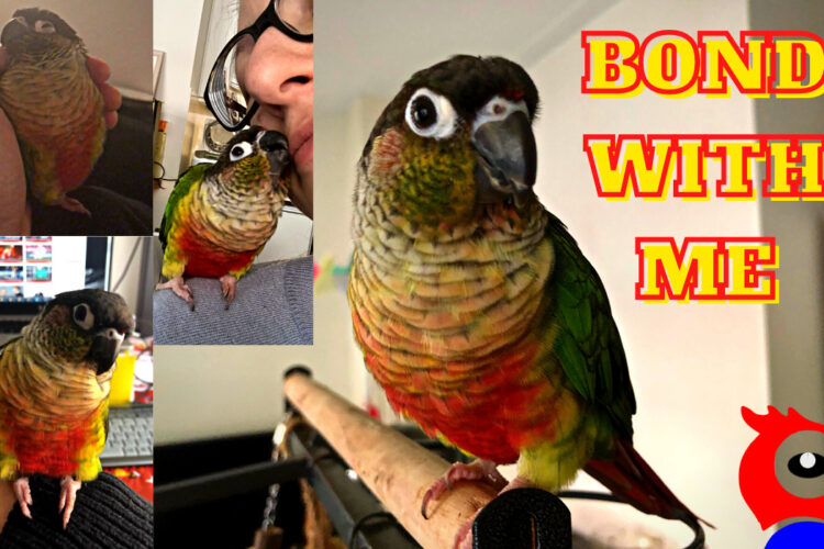 How To Bond With Your Bird - featured image