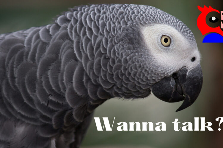 How To Teach a Parrot How to Talk - featured image