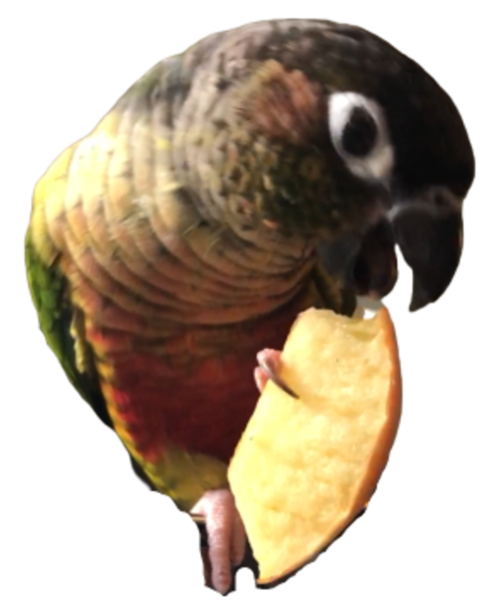 Safe Foods For Parrots