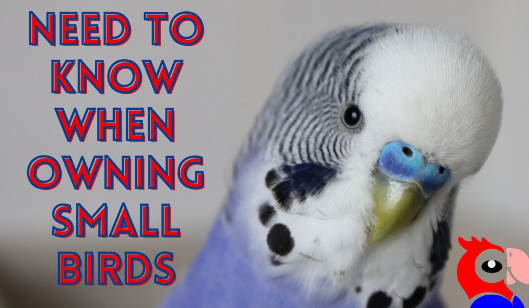 5 IMPORTANT Things On Small Birds As Pets | Best Parrot Toys