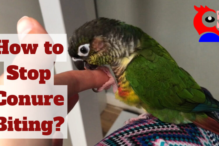 Stop Green Cheek Conure Biting - featured image