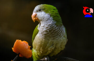Quaker Parrot Facts - featured image