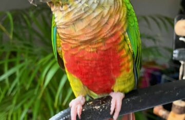 Green Cheek Conure Sounds - featured image