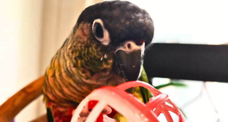 Clean Parrot Toys Safely