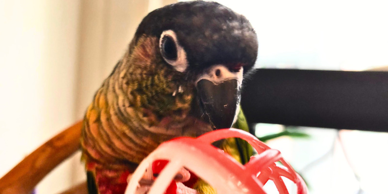 Clean Parrot Toys Safely