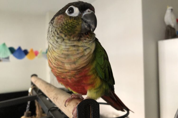 Why Parrots Need Foraging Toys